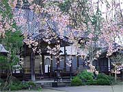 本堂と枝垂れ桜