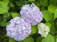 �܎��X�J
